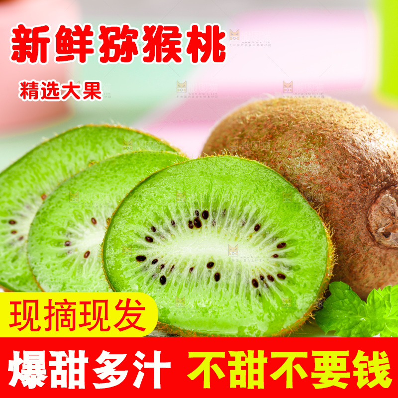 石盘里的秦岭猕猴桃