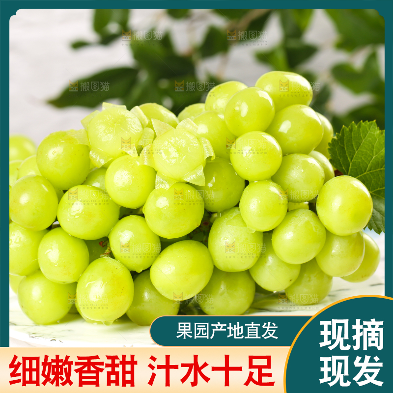 格子底上一盘云南阳光玫瑰青提