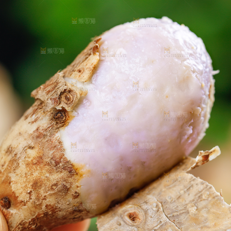手上拿着小芋头