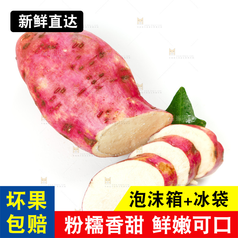 白底上的沙地板栗薯