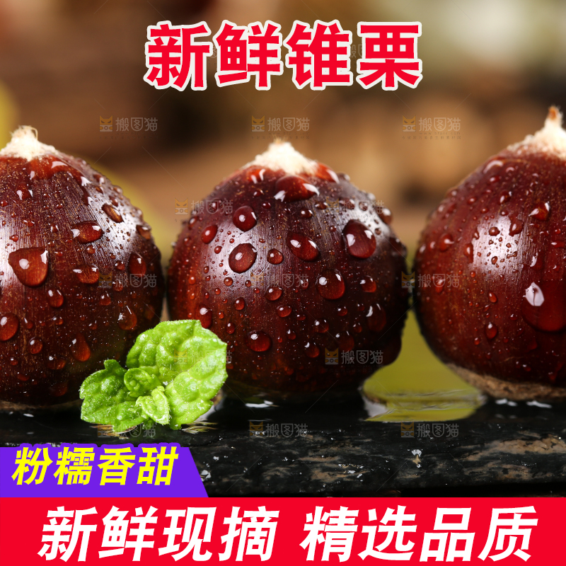 黑底上放着鲜锥栗