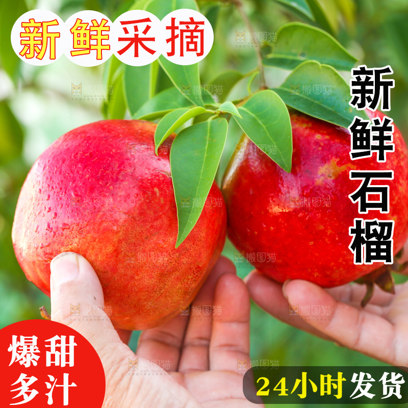 手上拿着突尼斯石榴