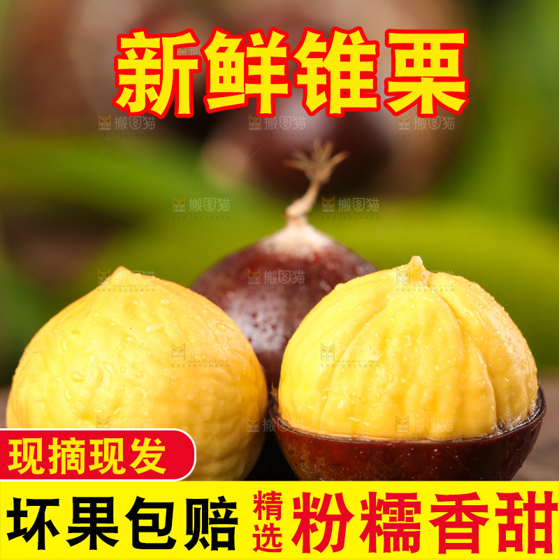 深底上的油锥栗