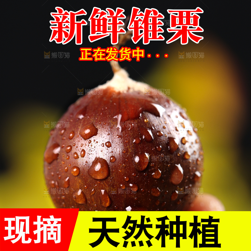 手上拿着锥栗
