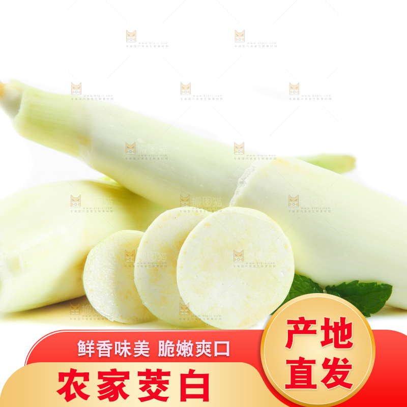 白底上的茭笋