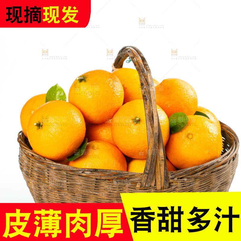 白底上一篓爱媛38号柑橘