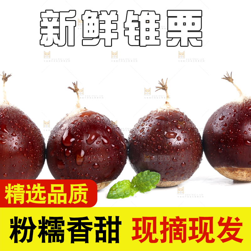 白底上的鲜锥栗