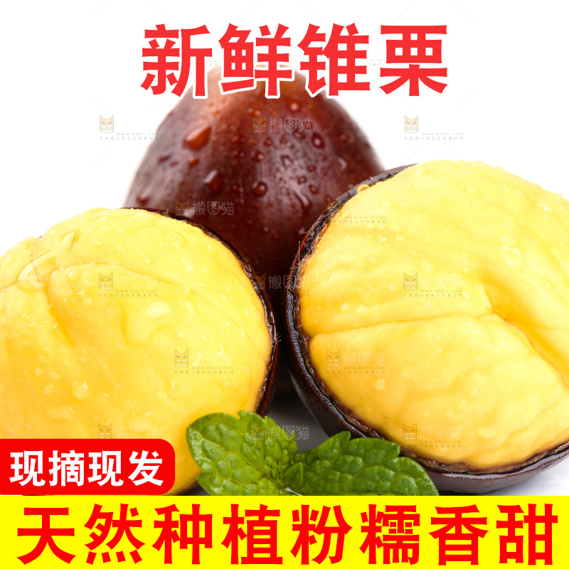 白底上的建瓯锥栗