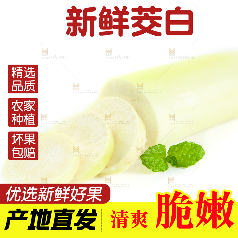 白底上的茭笋