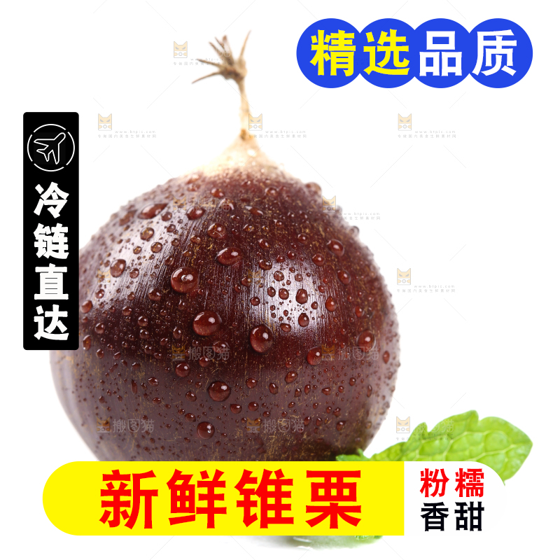 白底上的鲜锥栗