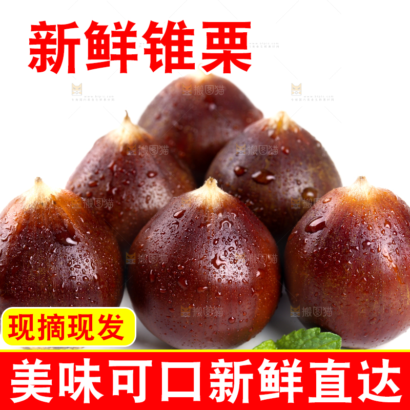 白底上放着一堆新鲜锥栗