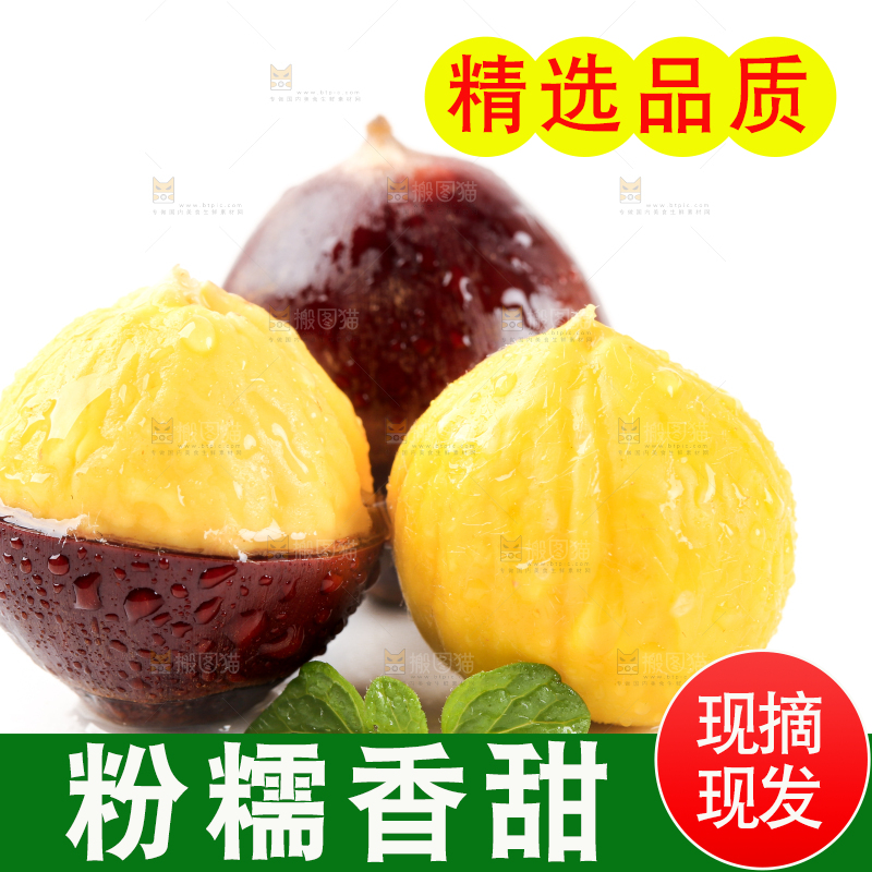 白底上的鲜锥栗