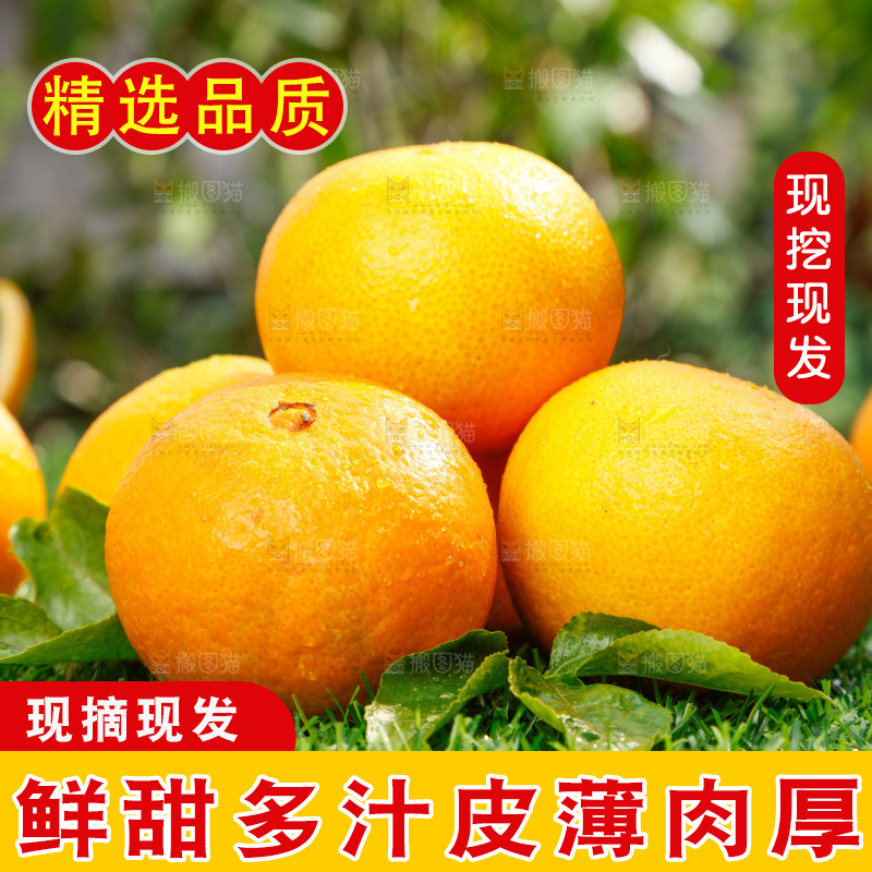 绿色草坪上放着爱媛桔橙