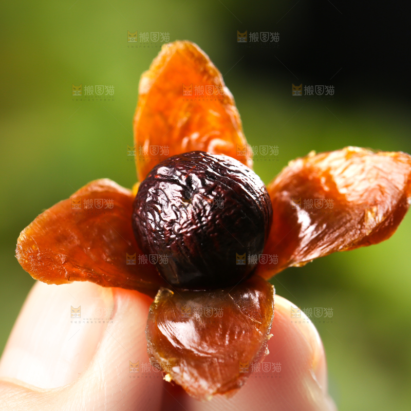 手上拿着干桂圆果肉