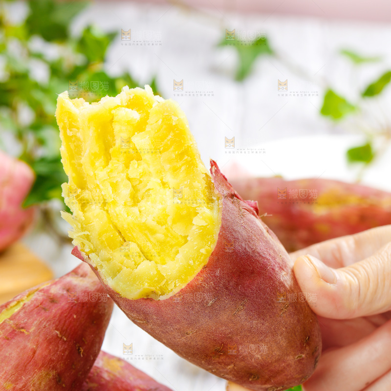 手上拿着山东板栗蜜薯