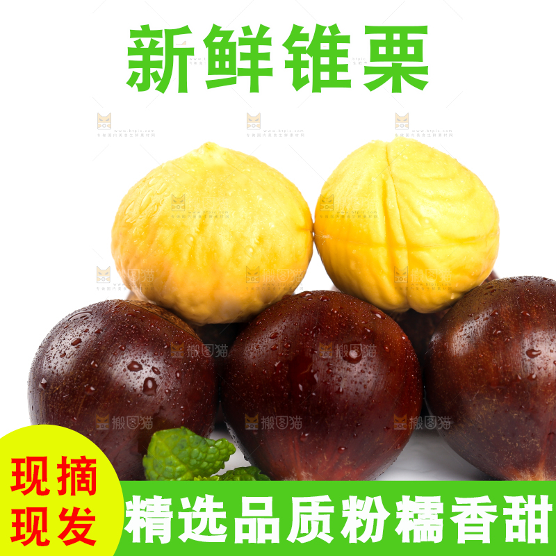 白底上的锥子栗