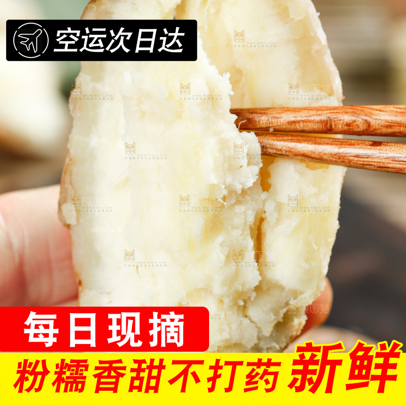 筷子上夹着白心板栗薯