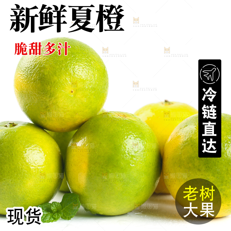 白底上一堆秭归夏橙