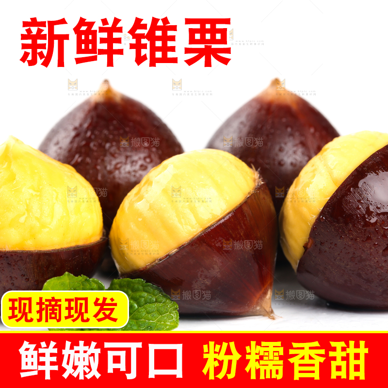 白底上的锥子栗