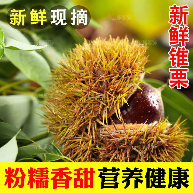 木底上放着毛栗子