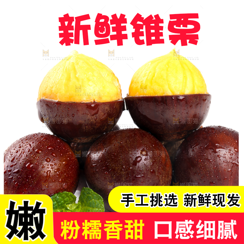 白底上的锥子栗