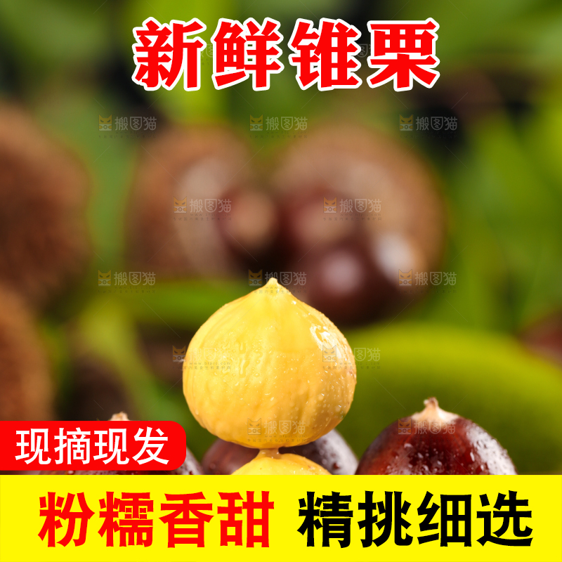 深底上的锥子栗