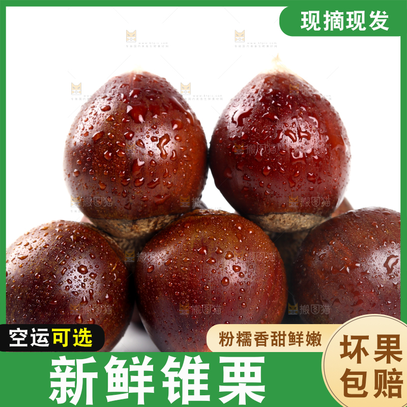 白底上放着一堆新鲜锥栗