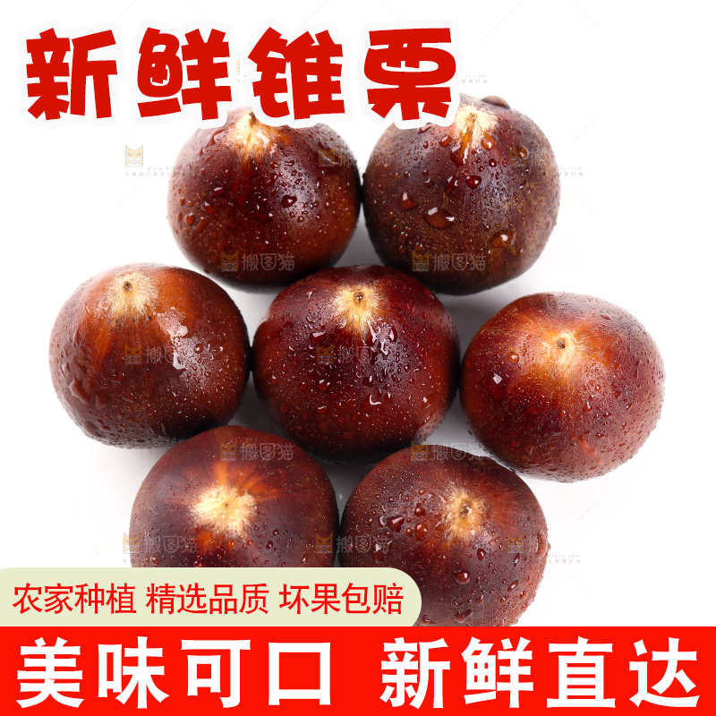 白底上放着一堆新鲜锥栗