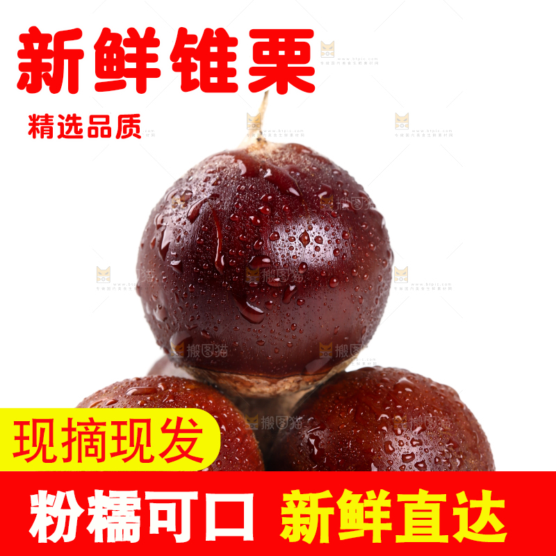 白底上的鲜锥栗