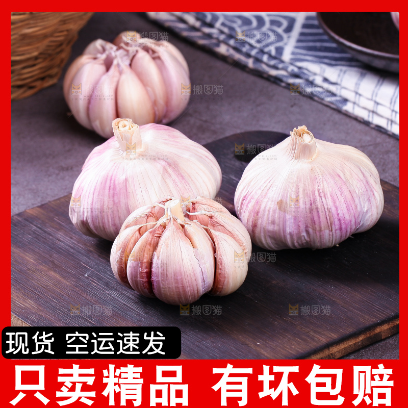 深底上的山东大蒜头