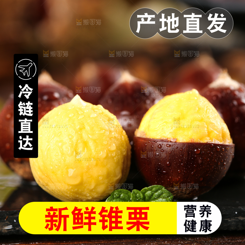 黑底上的锥栗和去壳的锥栗仁