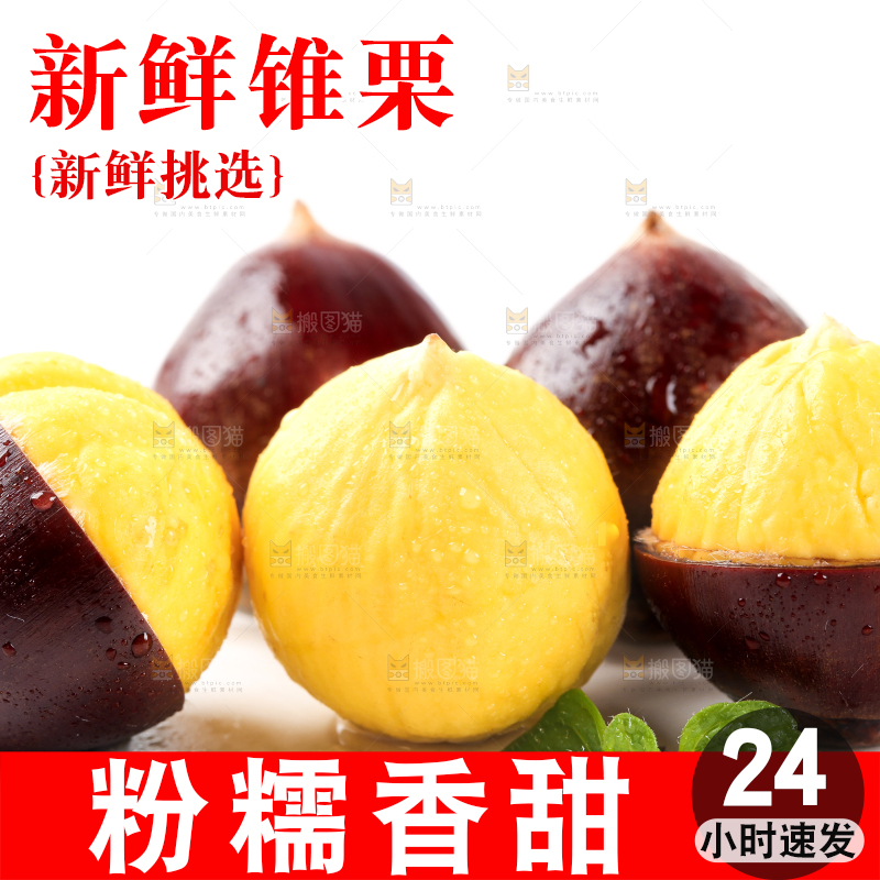 白底上的鲜锥栗