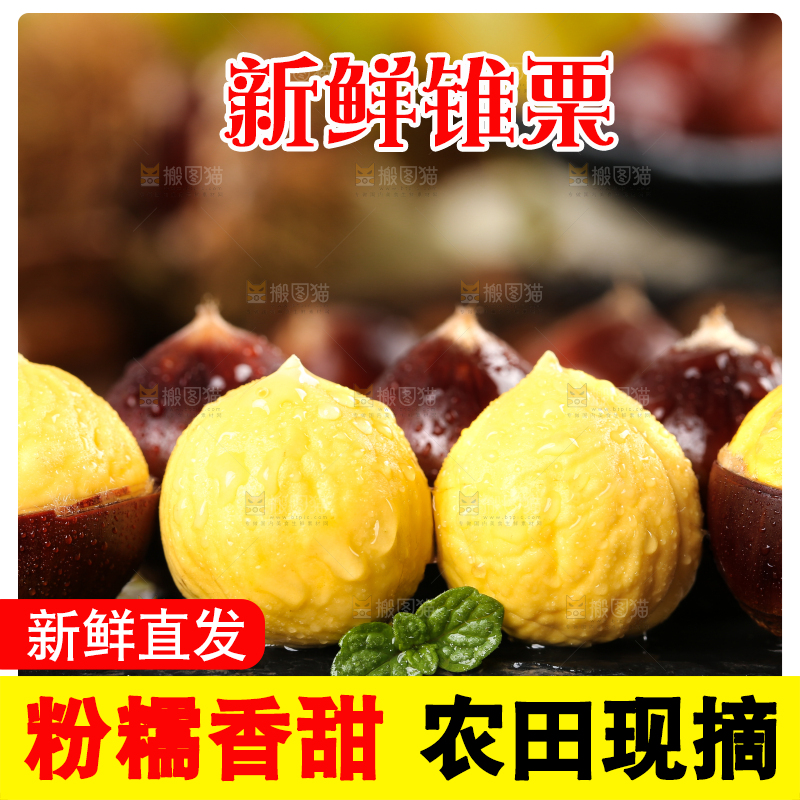 黑底上的锥栗和去壳的锥栗仁
