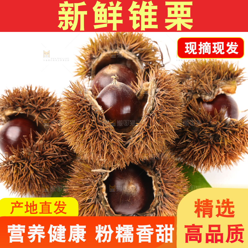 白底上的鲜锥栗