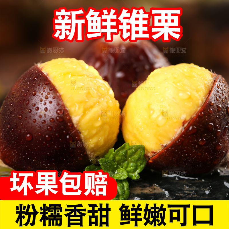 黑底上放着高山锥栗