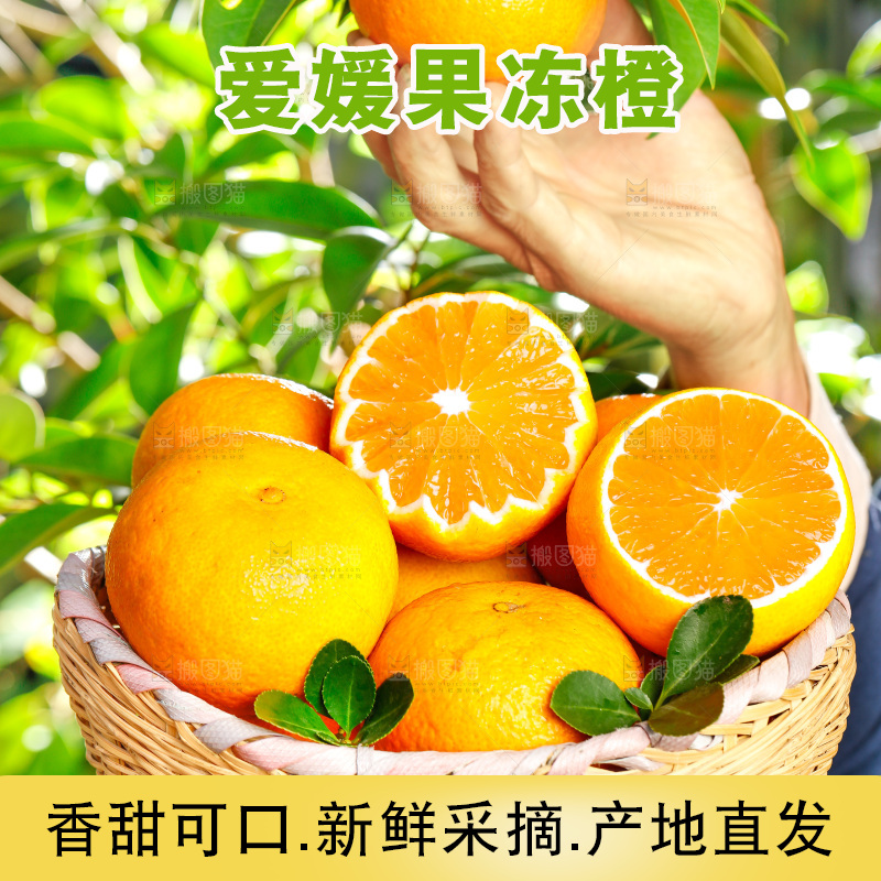 手上端着一篓新鲜采摘的果冻橙