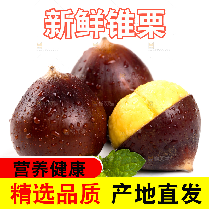白底上的建瓯锥栗
