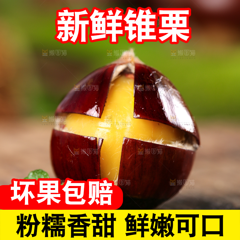 锥栗