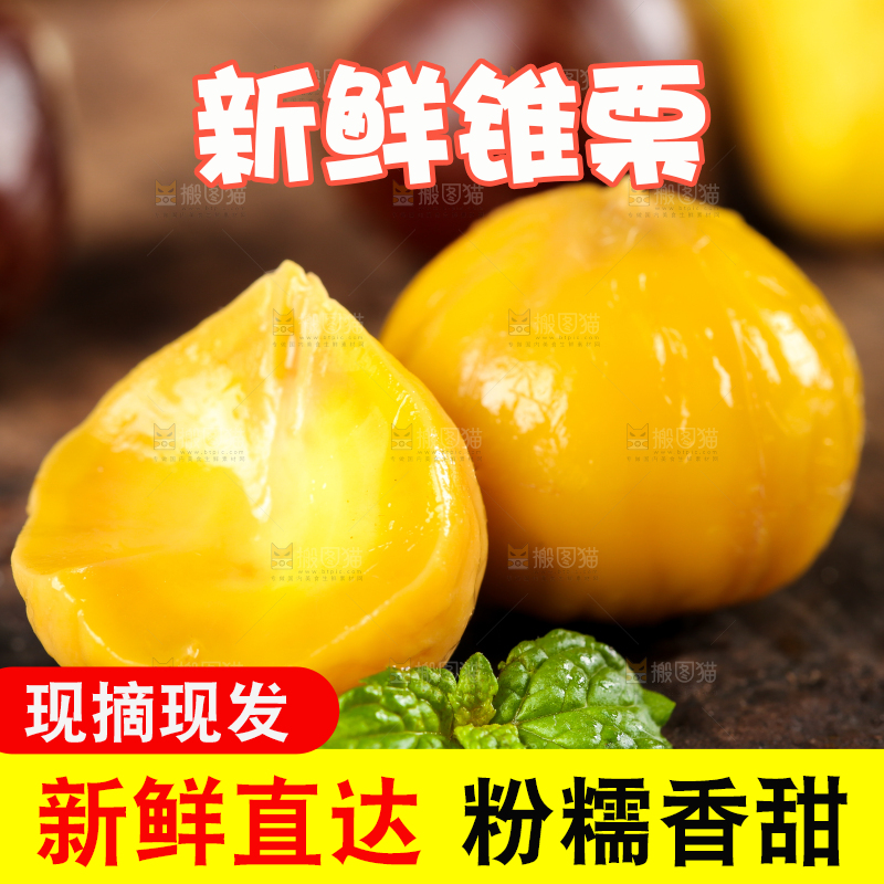 深底上熟的锥栗仁
