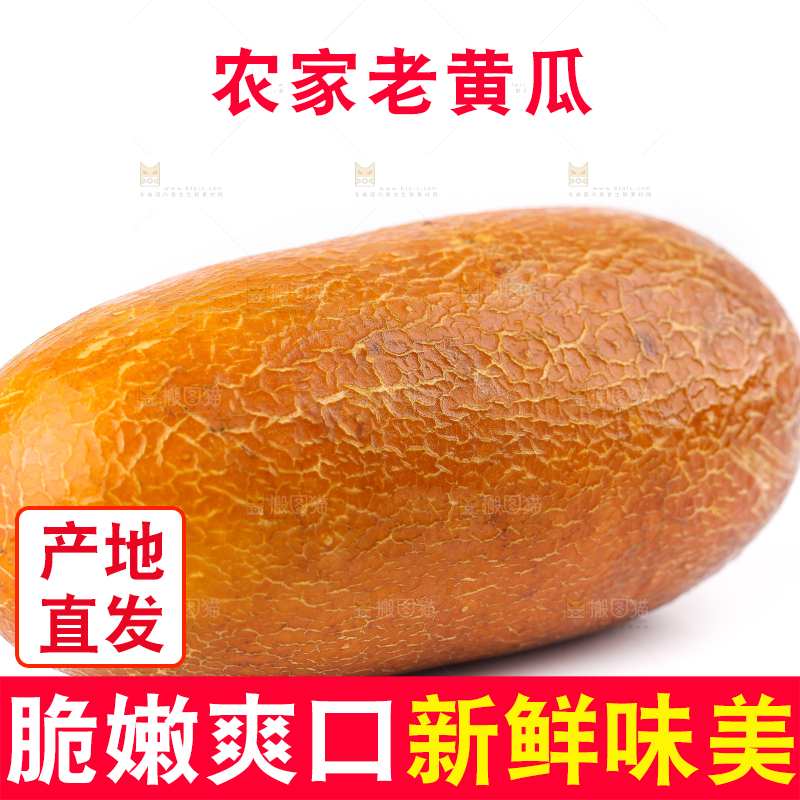 白底上摆放着老黄瓜