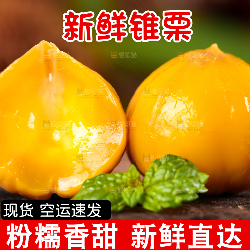 深底上熟的锥栗仁