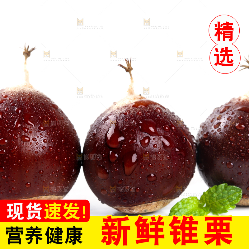 白底上的鲜锥栗