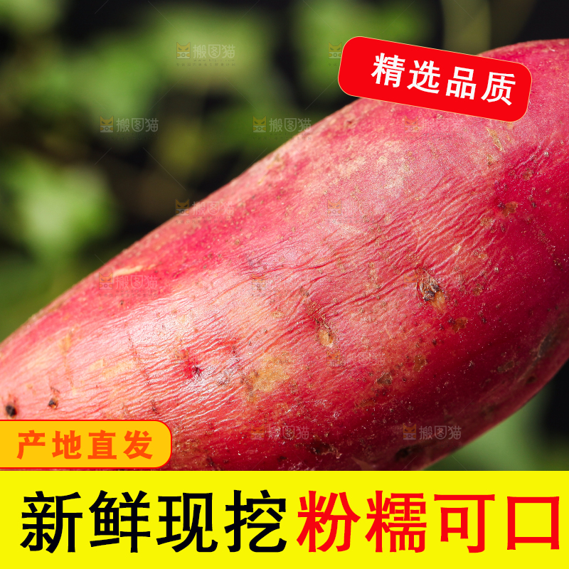 手里拿着栗蜜薯