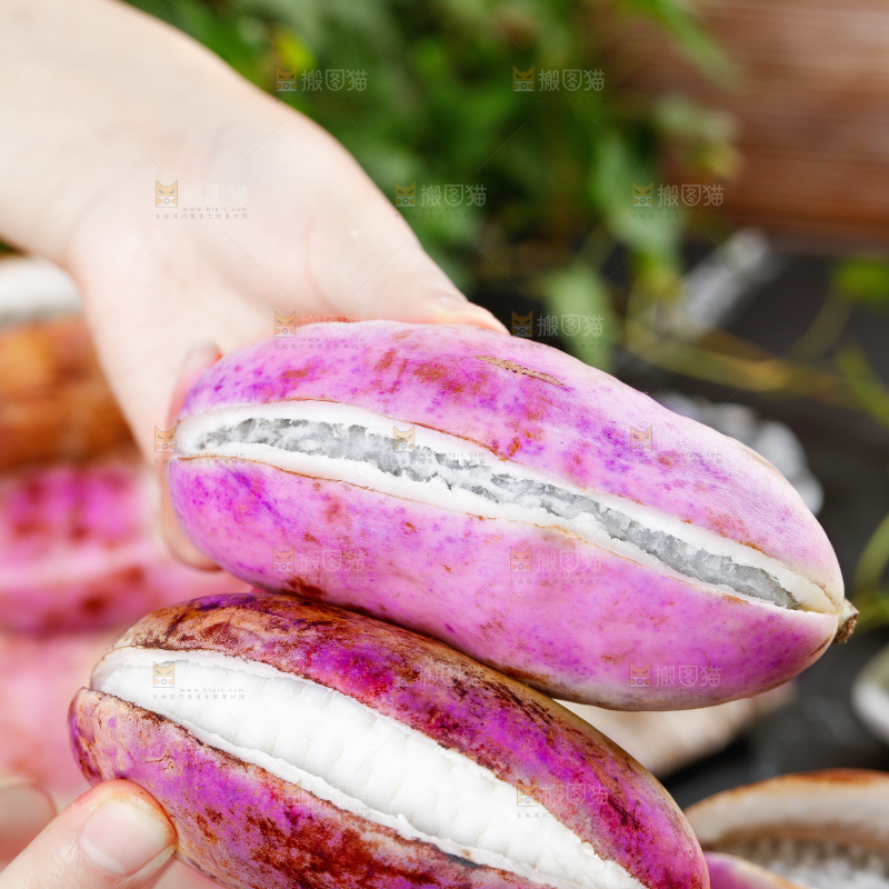 手里拿着紫皮八月瓜