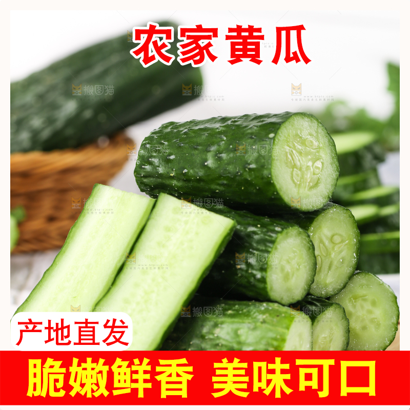 木底上堆放着新鲜黄瓜