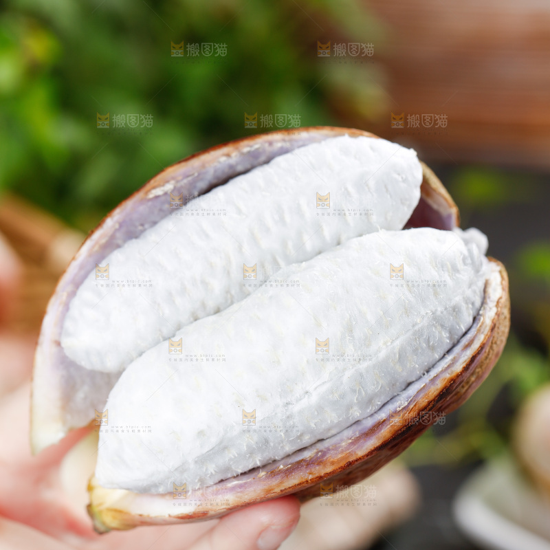 手里拿着紫皮八月瓜