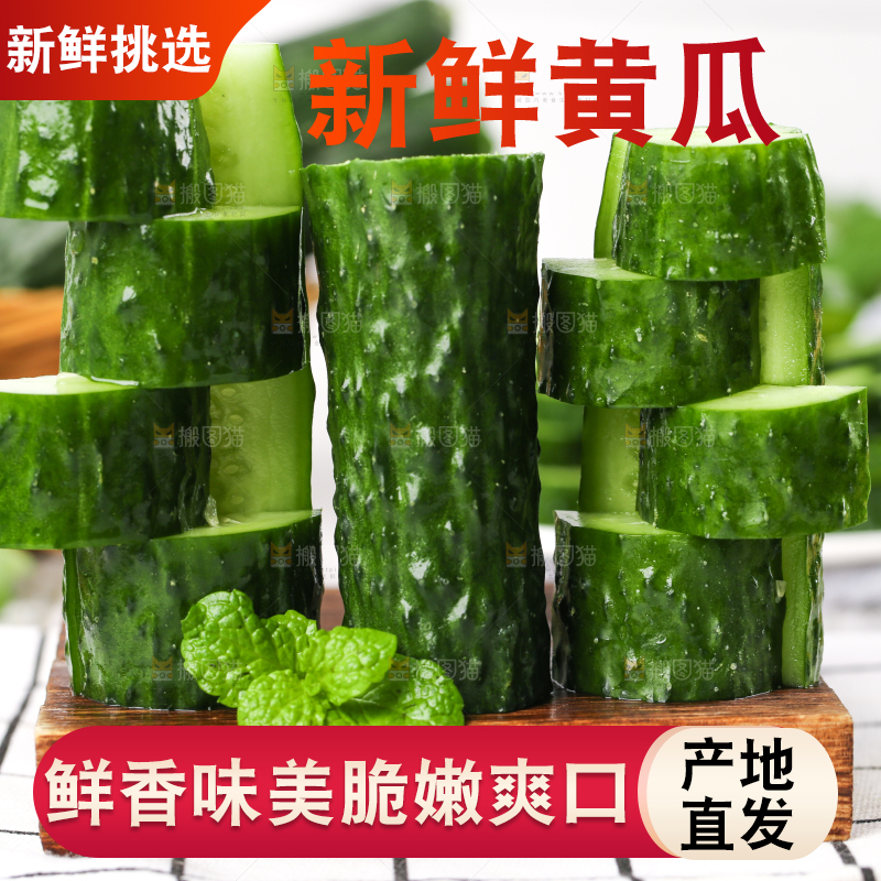 木底上堆放着新鲜黄瓜