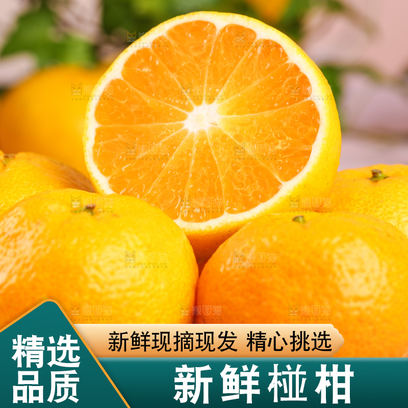 碟子里装着椪柑橘