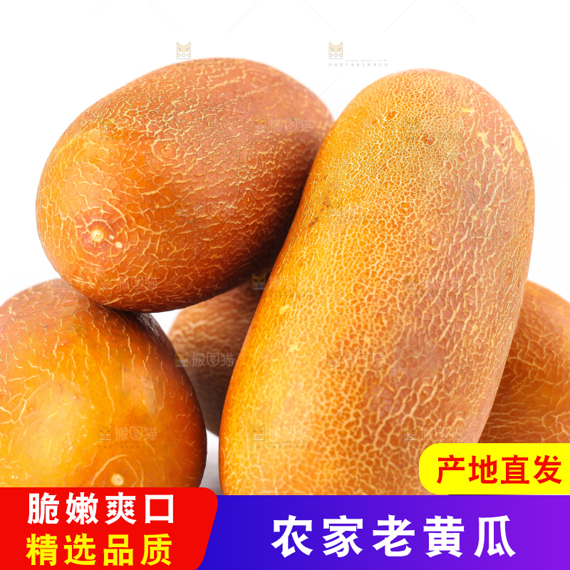 白底上摆放着老黄瓜
