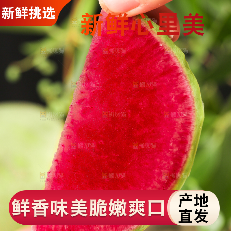 手里拿着心里美萝卜